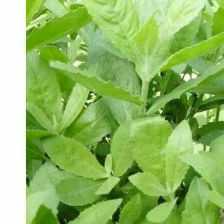 

Daun Beluntas 200 gram