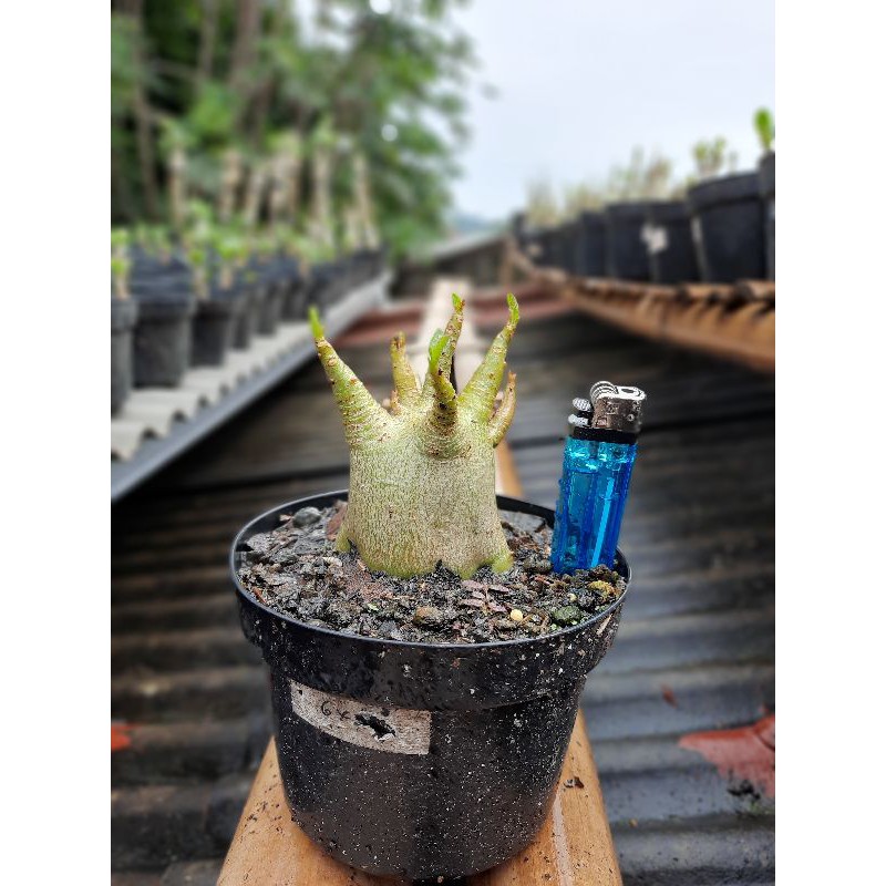 Adenium Godji x Emerald Bracelet ( EB )