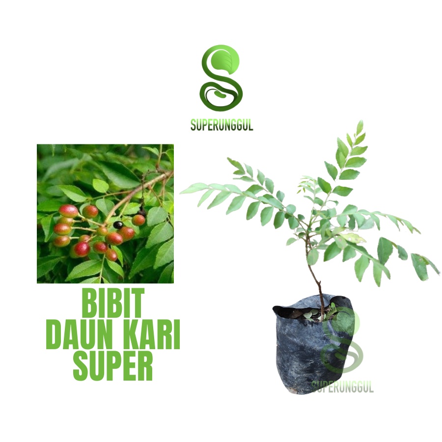 Jual Bibit Daun Kari Salam Koja Temurui Wild Curry Leaves Tanaman