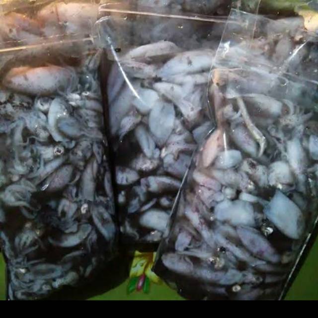 

Baby Cumi Basah Free Sterofoam