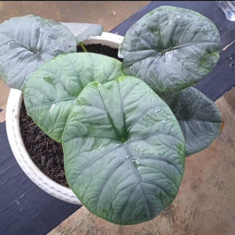 paket 5 bonggol alocasia Melo badak Kalimantan