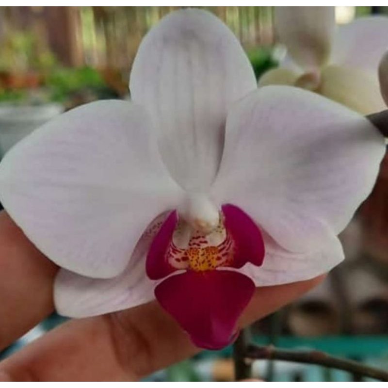 Tanaman hias anggrek dendrodium - bibit anggrek remaja siap berbunga -bibit anggrek isi 2-3 batang