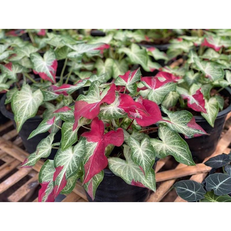 UMBI/BONGGOL Seedling/Umbi Caladium White Hybrid - Caladium Thailand