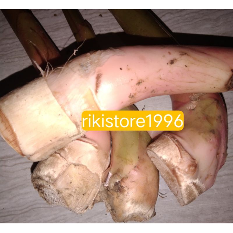 

jual batang kecombrang muda sayur segar 1kg