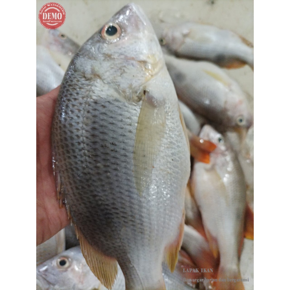 

IKAN KAKAP SEGAR IKAN JENAHA Hasil Laut Segar