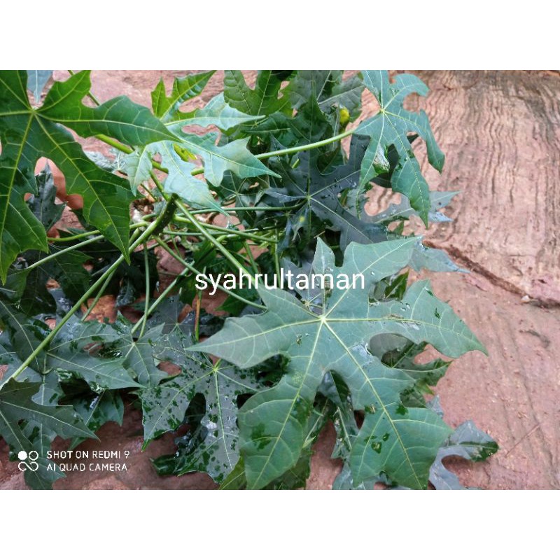 stek batang pepaya jepang - daun singkong jepang