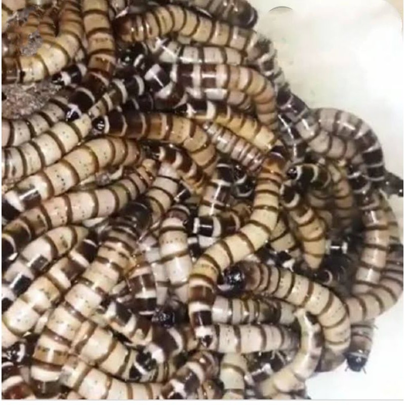 ulat Jerman hidup ulat hidup pakan burung