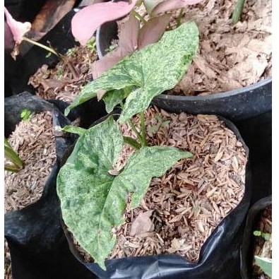 Syngonium Mojito