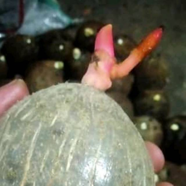 bonsai kelapa bahan kelapa wulung