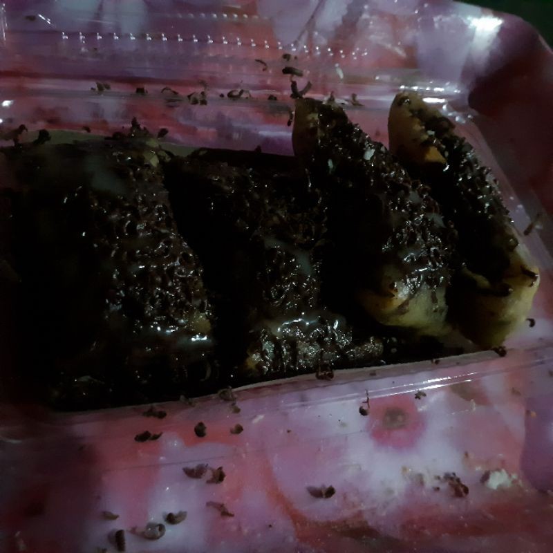 

PISCOK LUMERR LUAR DALAM