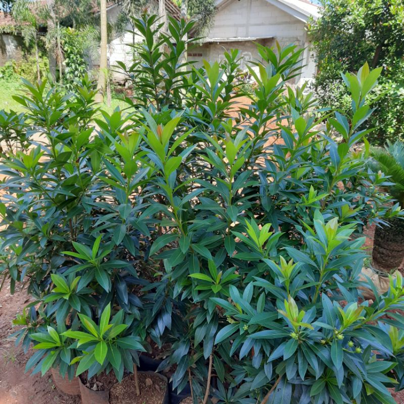 {BISA COD} tanaman bunga santos lemon kuning tinggi 1meter