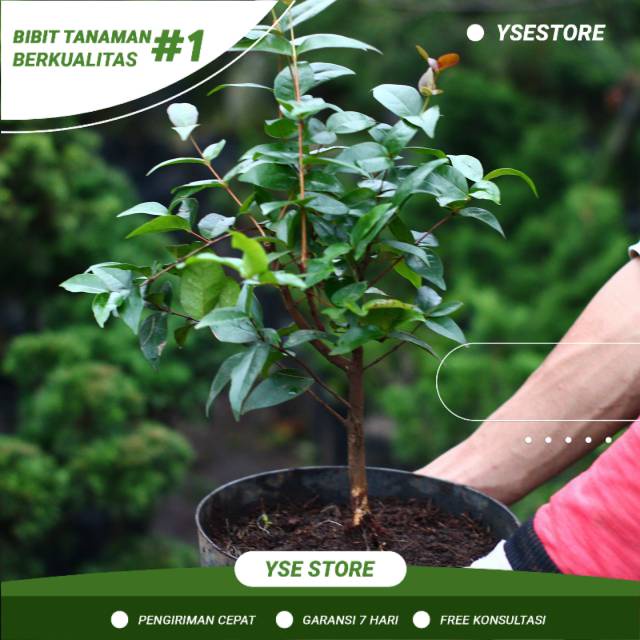 Bibit Buah Dewandaru Buah Cermai Merah Cermai Londo Tanaman Dewandaru