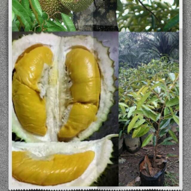 Download 55 Koleksi Gambar Durian Matahari Keren Gratis HD