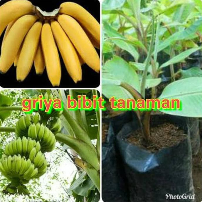 Bibit Buah Pisang Ambon Mini Unggul -_-