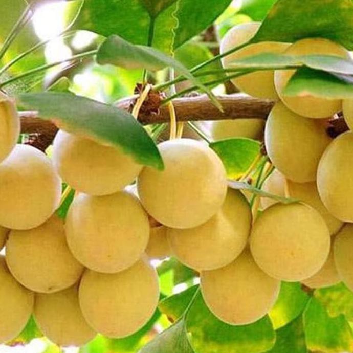 Ada C5T Biji/Benih/Bibit Buah Ginko Biloba K0Y