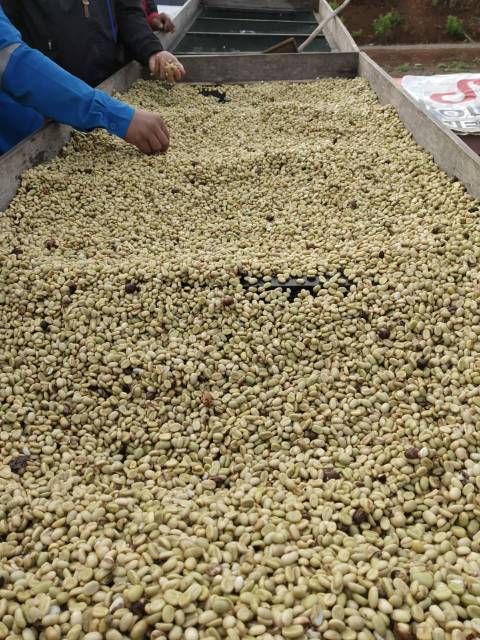 

Green Bean Arabika Semende Full Wash