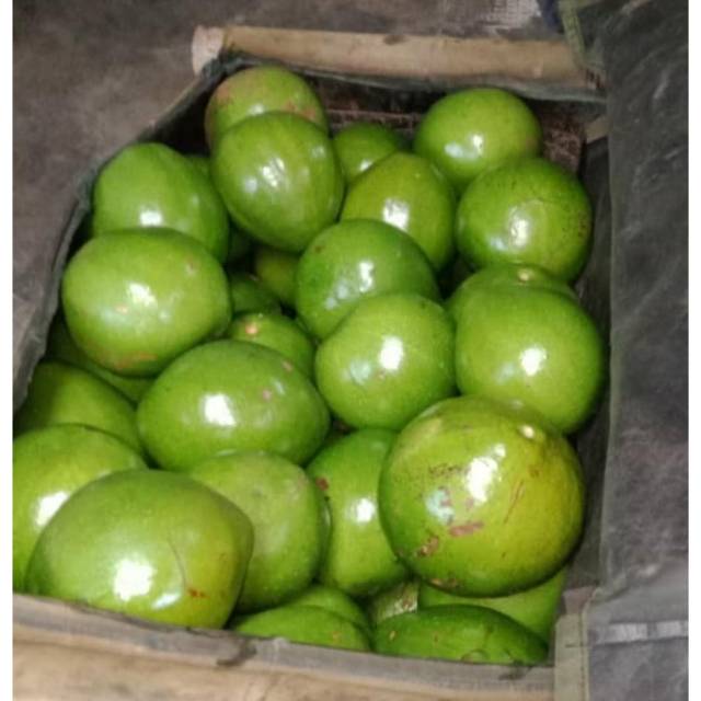 

Alpukat Mentega