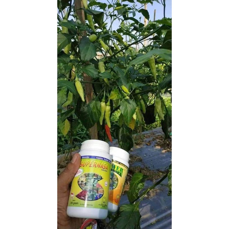 Pupuk hebat Power Nutrition Nasa