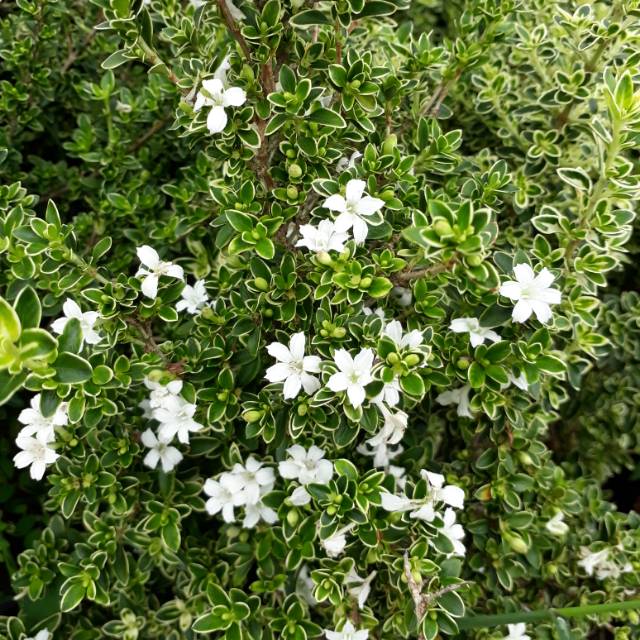 Tanaman Hias Mirten Shopee Indonesia