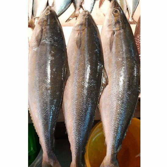 

Ikan Salmon Lokal / Salem Sisik