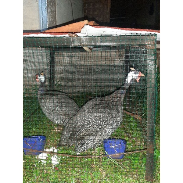 Sepasang ayam mutiara siap Ternak