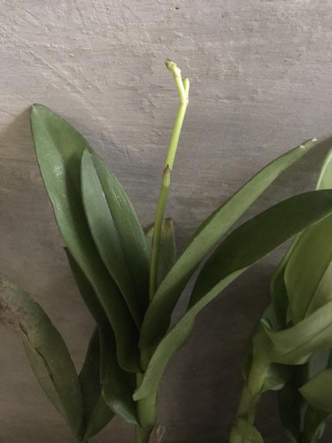 Anggrek Dendrobium Seddling Murah