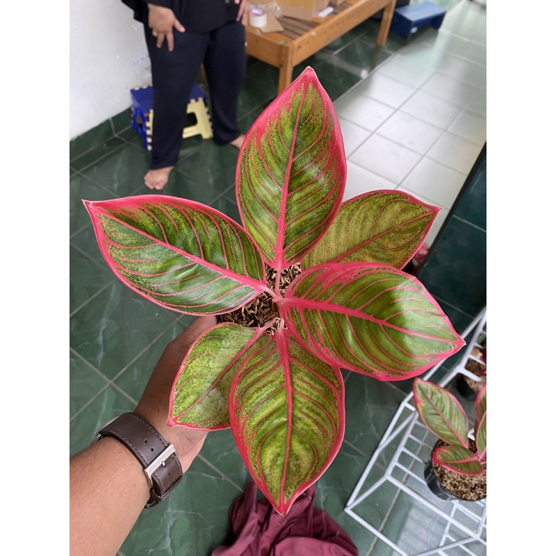 Aglonema Khanza