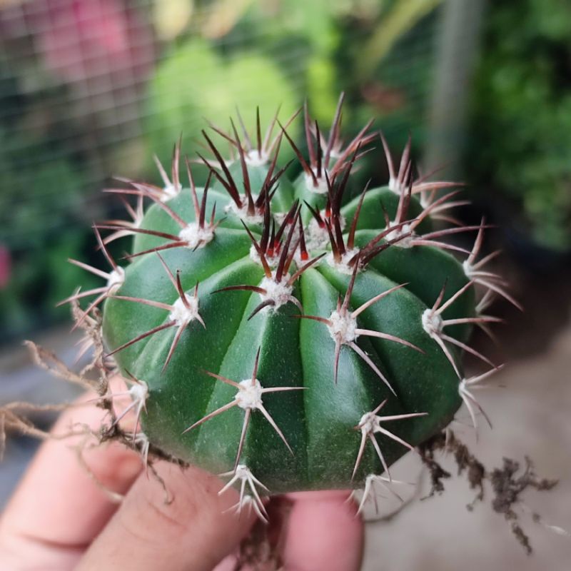 Kaktus Melocactus Curvispinus Ownroot