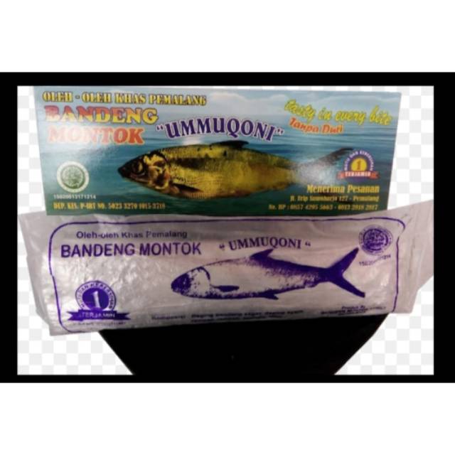 

Bandeng Montok Ummuqoni