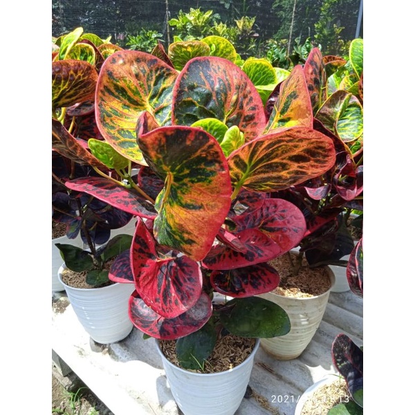 tanaman hias bunga puring koleksi bunga puring apel srg super big