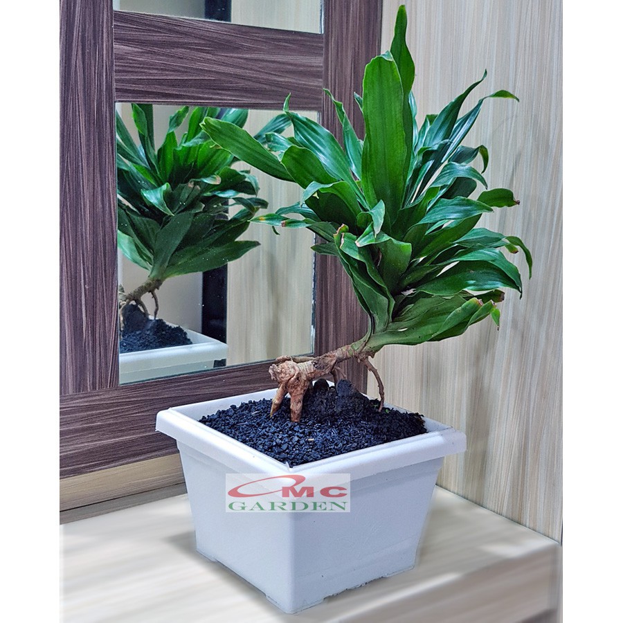 Tanaman Hias Bonsai Bonsae Dracaena Compacta Green Jewel Hanjuang Andong Kemoceng B-DC-001