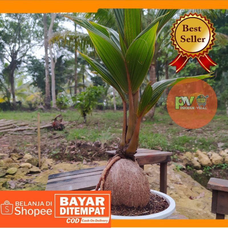 Bonsai Kelapa Gading Mini