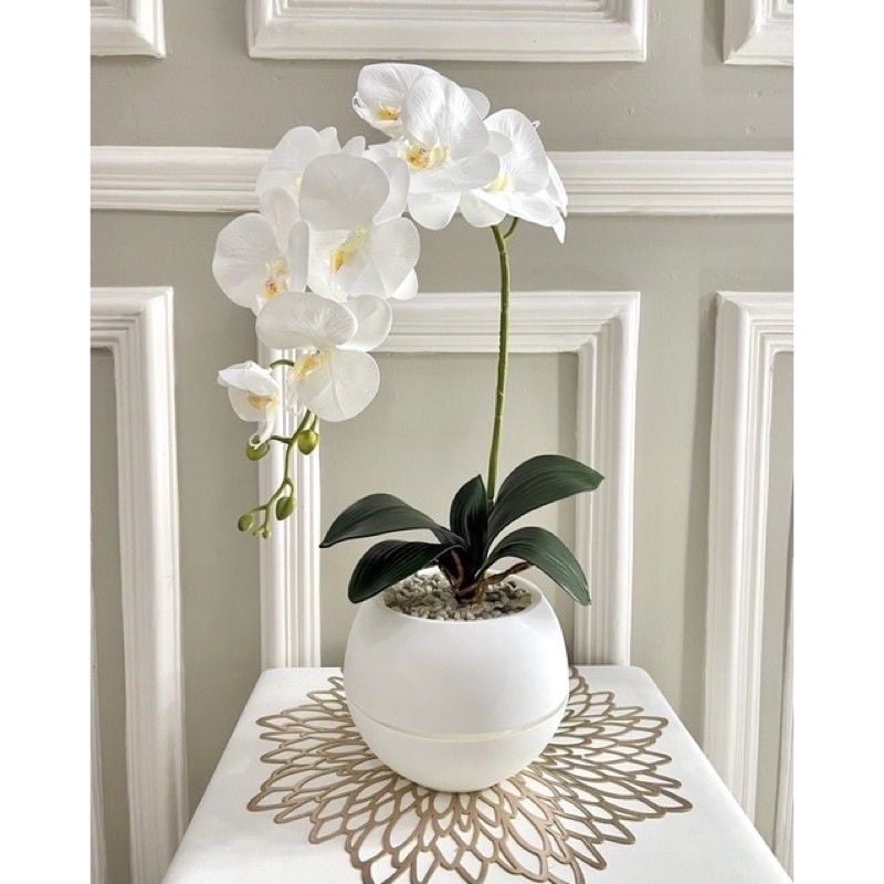 anggrek latex premium bunga besar/latex anggrek jumbo