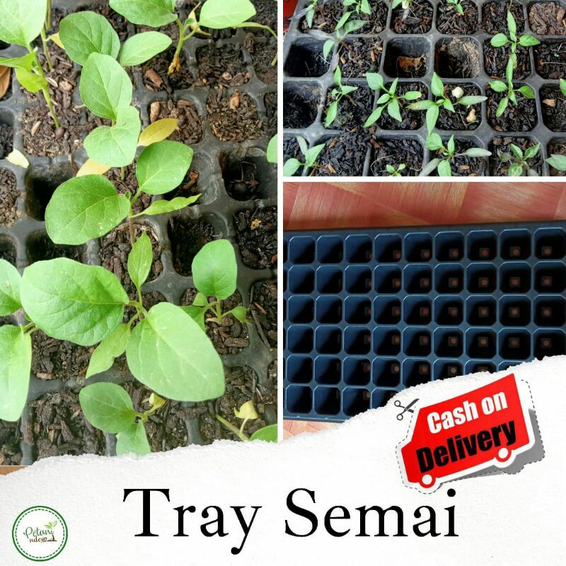 72 Lubang Pot Tray Papan Wadah Semai Benih Biji Tanaman Hidroponik Organik Sawi Kangkung Cabe Cabai