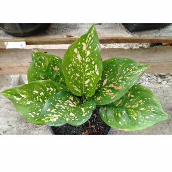 Aglaonema Ruby