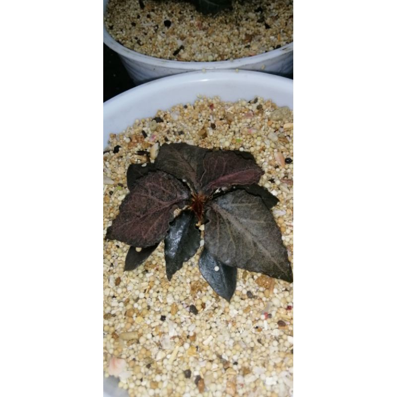 

ephorbia francoisii