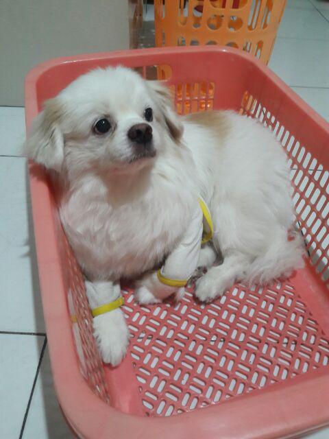 Kispray Saset Gold 11ml X 12 Saset