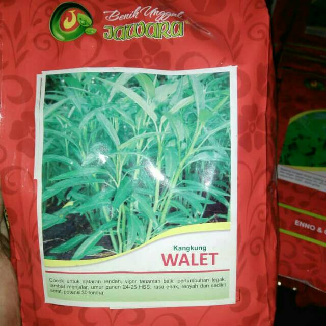 Benih Kangkung Walet 1kg / Bibit Kangkung-Benih Kangkung Unggul
