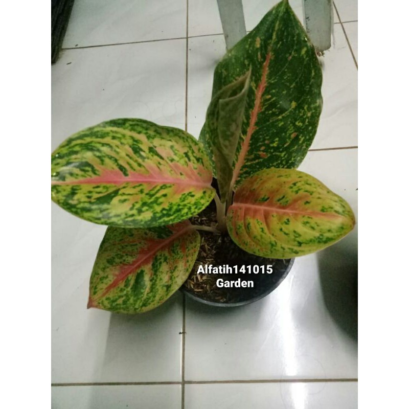 tanaman hias aglonema mahasety-Aglonema Mahasety-AGLONEMA MAHASETY-Aglonema Mahesty-PROMO MSHASETY
