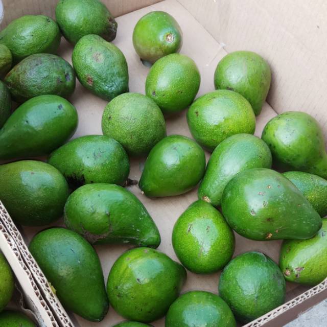 

alpukat mentega sulawesi