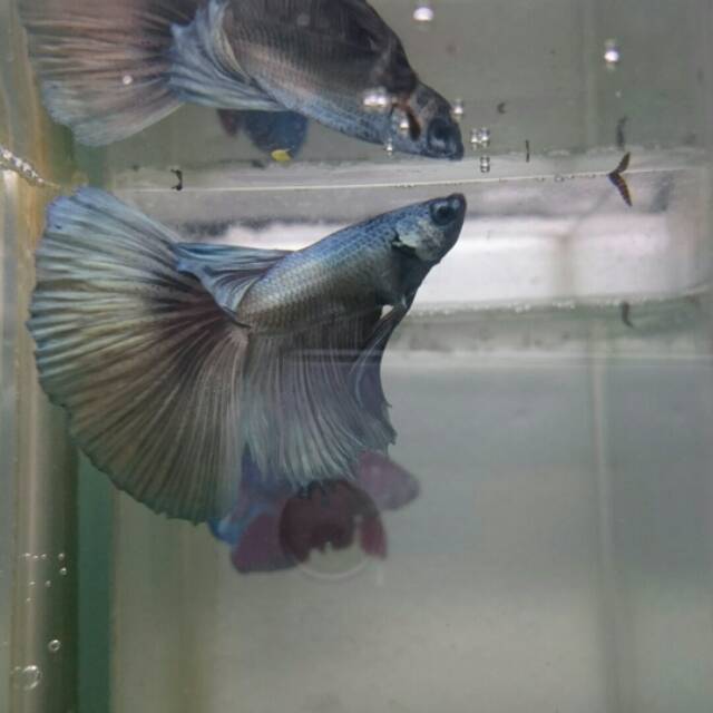 

IKAN CUPANG HALFMOON COOPER PLATINUM