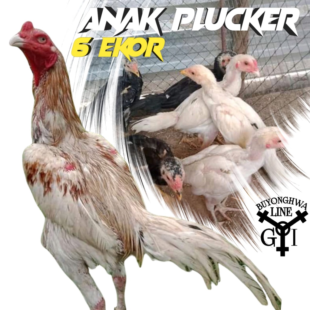 Anakan ayam King Plucker Blorok Paket 6ekor usia 1,5 bulan