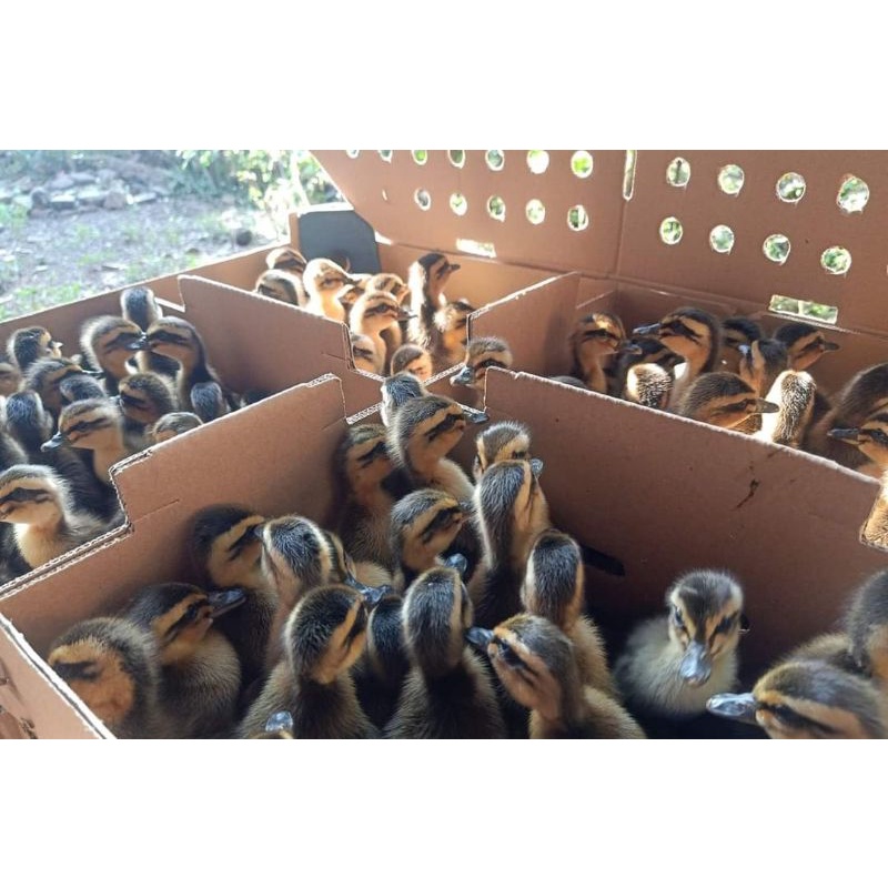 DOD anak bebek Alabio (pengiriman hanya daerah Jabodetabek saja)