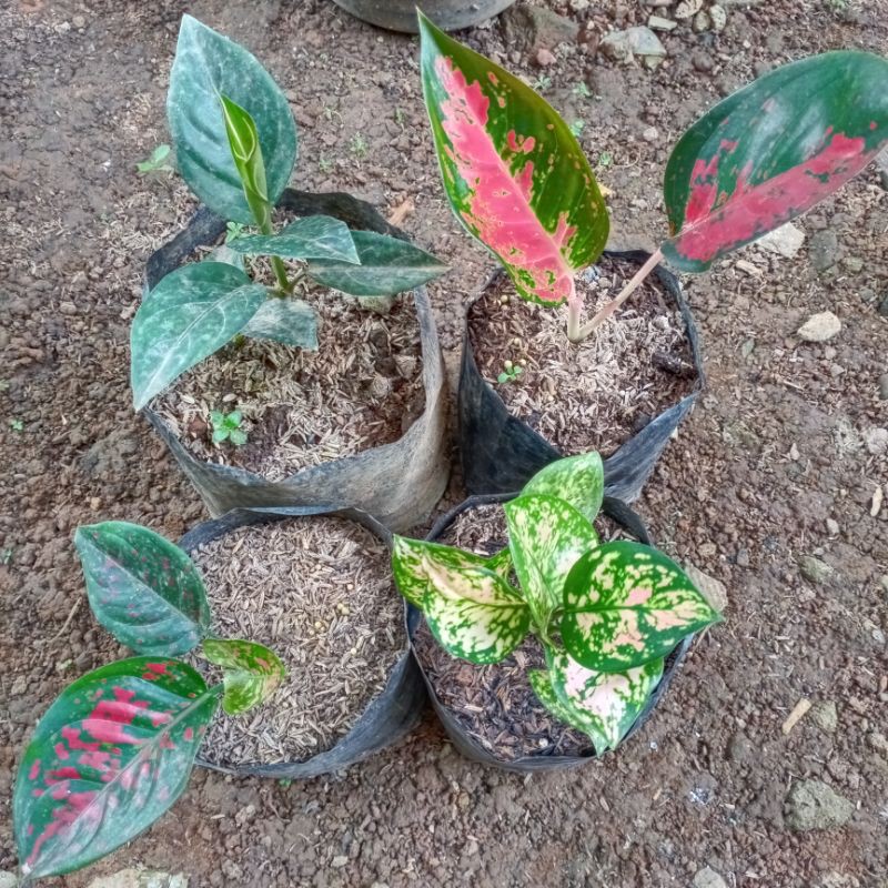 BIBIT BUNGA AGLAONEMA paket 4 batang