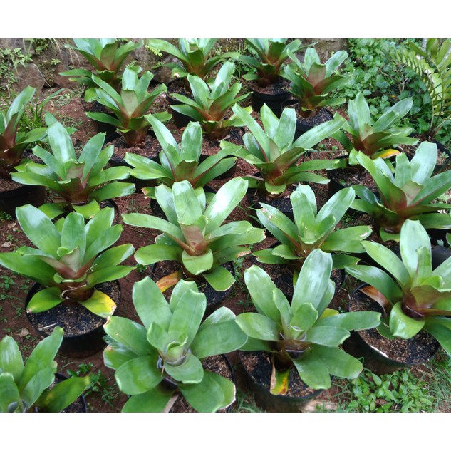 Bromelia giant
