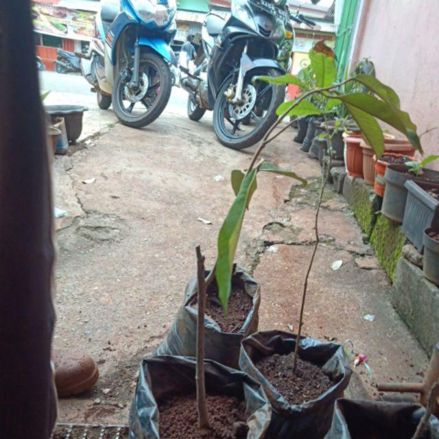 Bibit Durian Montong