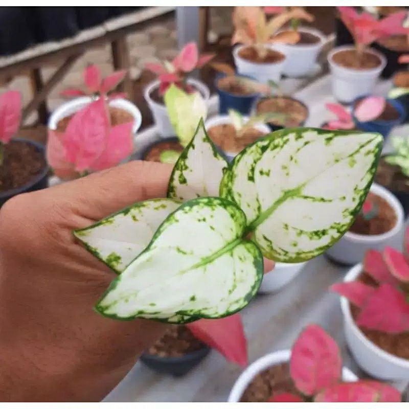 Aglonema Super White Anakan/Baby