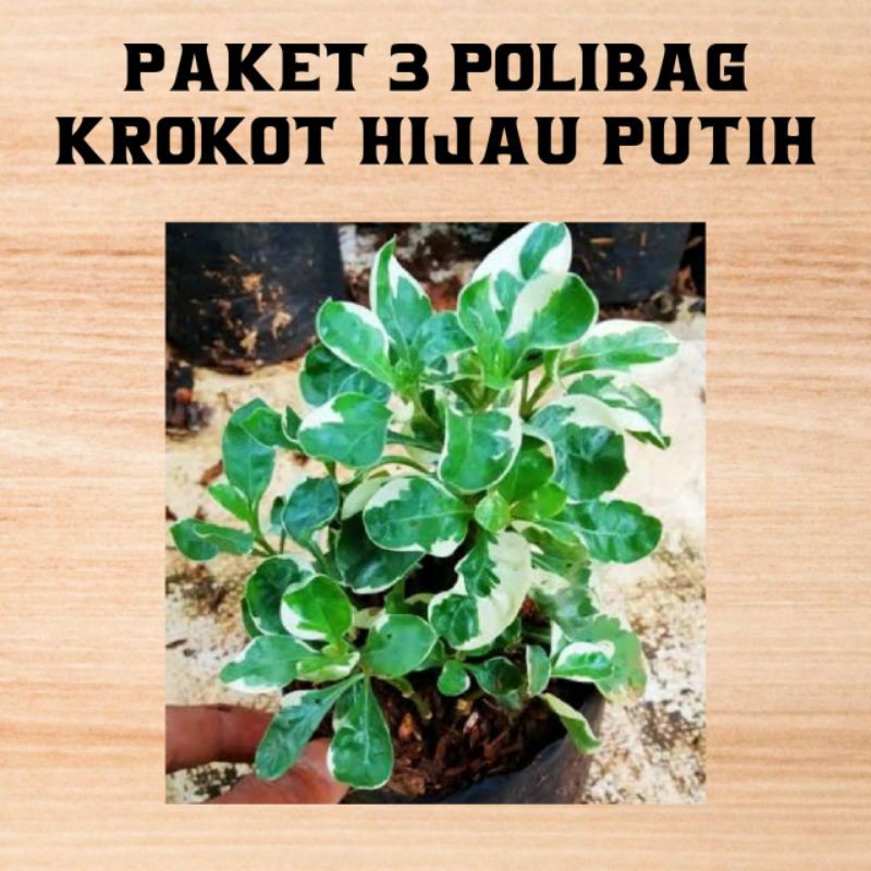 

paket murah 3polibag krokot hijau putih [ BISA COD ]