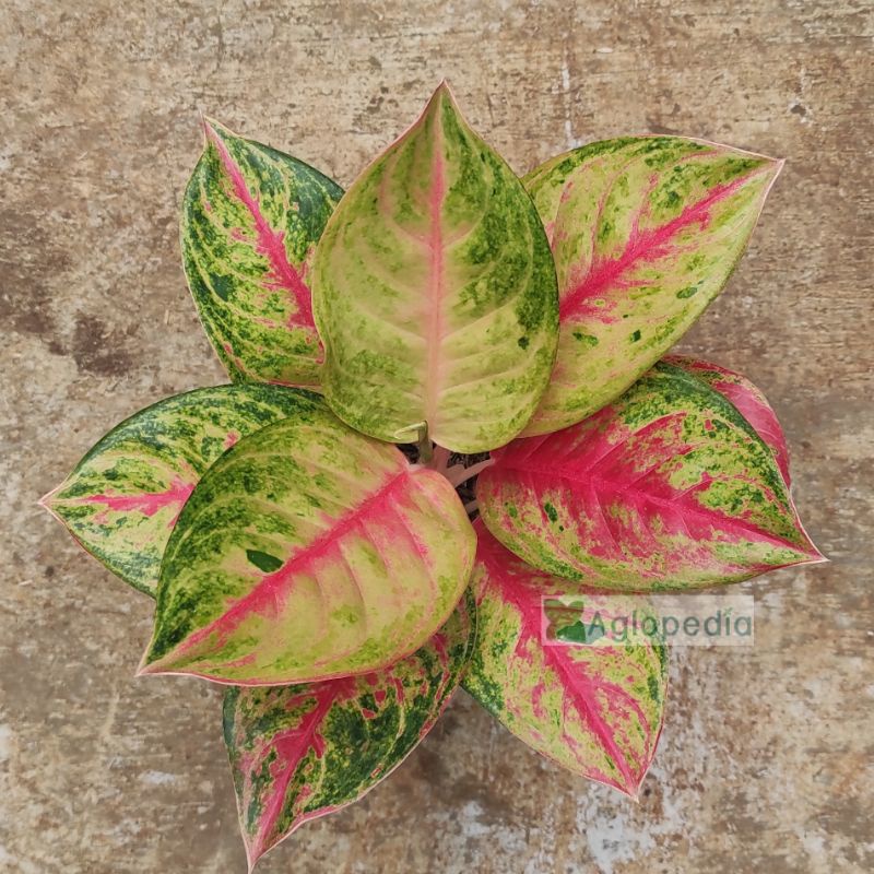 Aglonema Red Exotic - Aglopedia