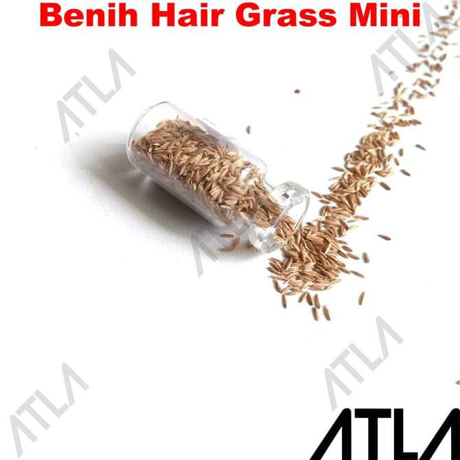 Produk Terlaris Benih Mini Hair Grass 3 Ml Bibit Biji Tanaman